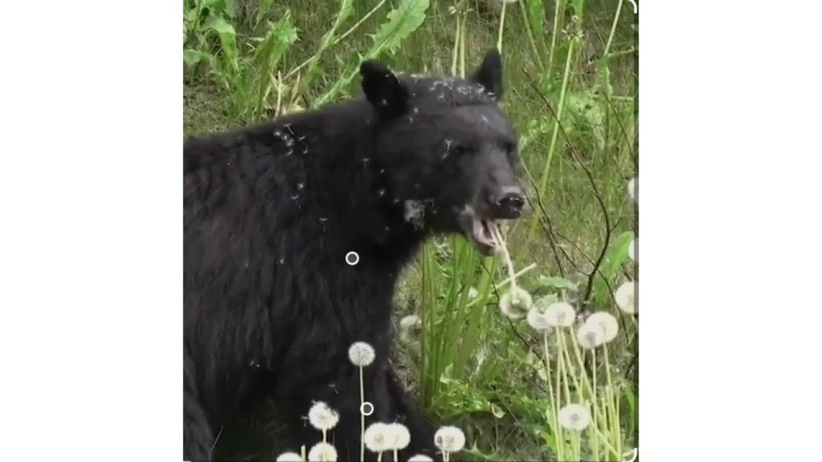 a black bear in a field eating dandelions 